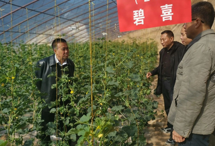 延长市农业技术推广站站长刘荣强来延长县调研瓜菜品种对比试验情况